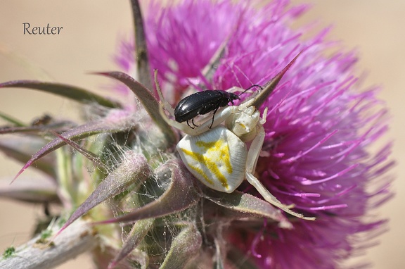 Krabbenspinne (Thomisus onustus)